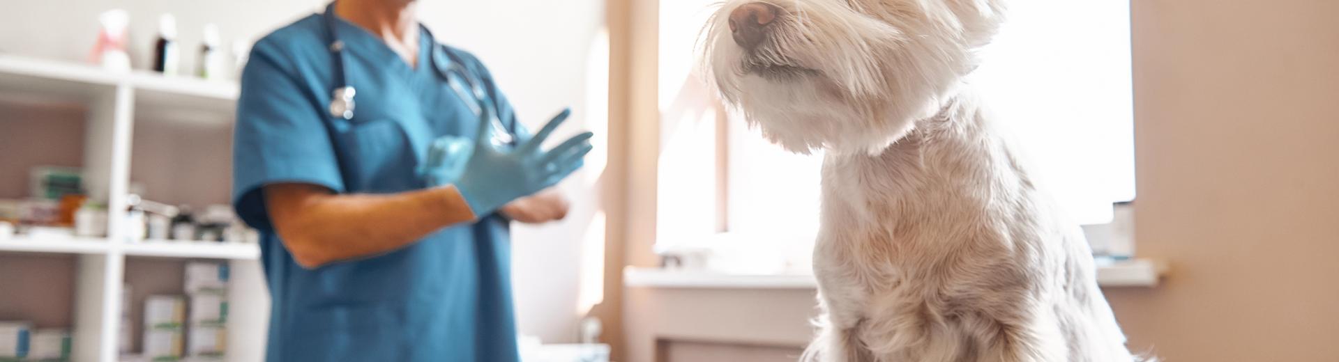 Veterinär - Behandlungstisch