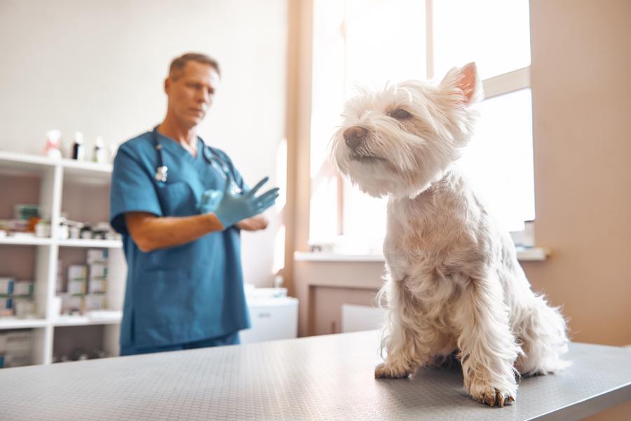 Veterinär - Behandlungstisch